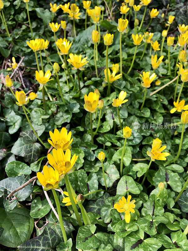 全框图片，黄色的白屈菜(Ficaria verna)野花与绿色斑纹心形的叶子，高处的视野